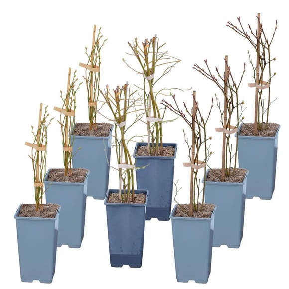 Heidelbeeren Mix Vaccinium (8er Set) Ø17cm Beerenobst