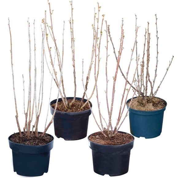 Johannisbeeren Mix Ribes (4er Set) 5l Beerenobst