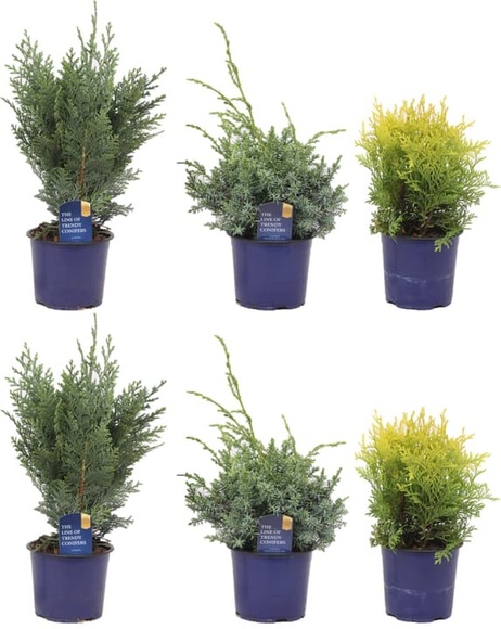Koniferen Mix (6er Set) Ø13cm Ziergehölz