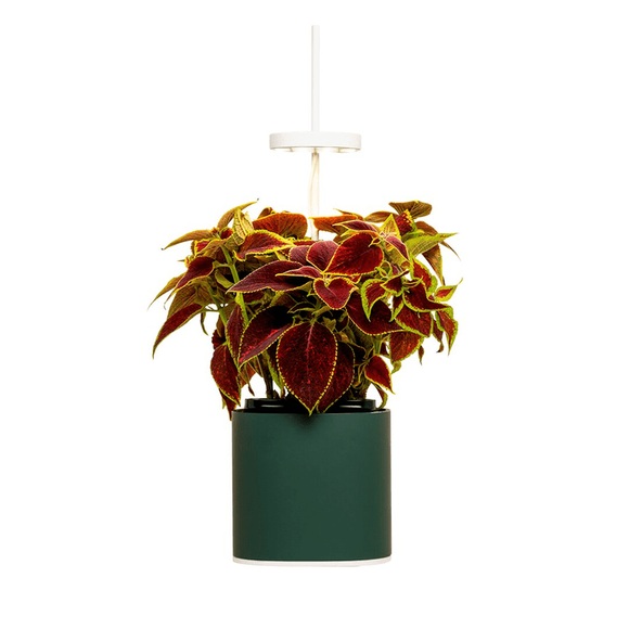 Prêt à Pousser Nano Indoor-Kräutergarten