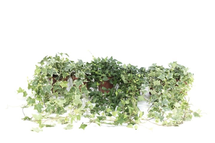 Hedera helix Mix (6er Set) Ø13cm Grünpflanze