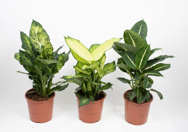 Dieffenbachia Mix (3er Set) Ø17cm Blattschmuckpflanze
