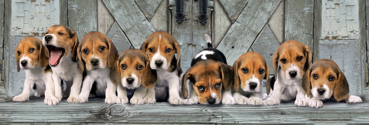 Clemantoni Puzzle Panorama Hunde 1000Tlg