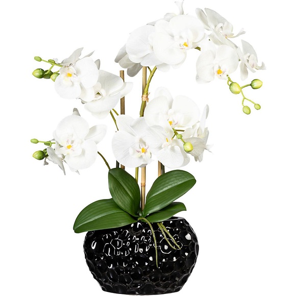 Phalaenopsis