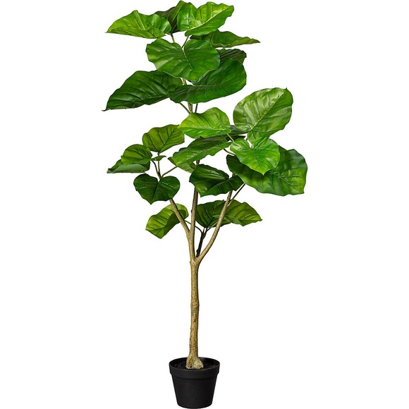 Ficus umbellata, im Kunststofftopf, Höhe 1250 mm