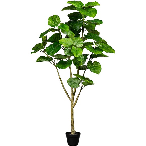 Ficus umbellata, im Kunststofftopf, Höhe 1750 mm