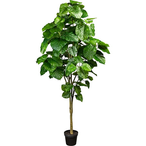 Ficus umbellata