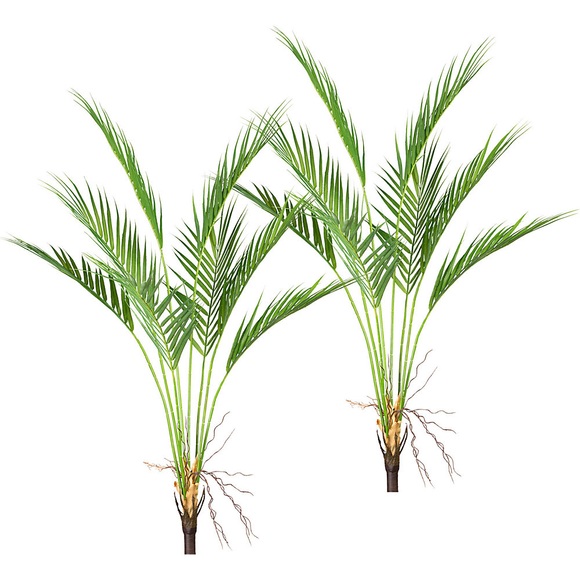 Areca-Palm-Busch