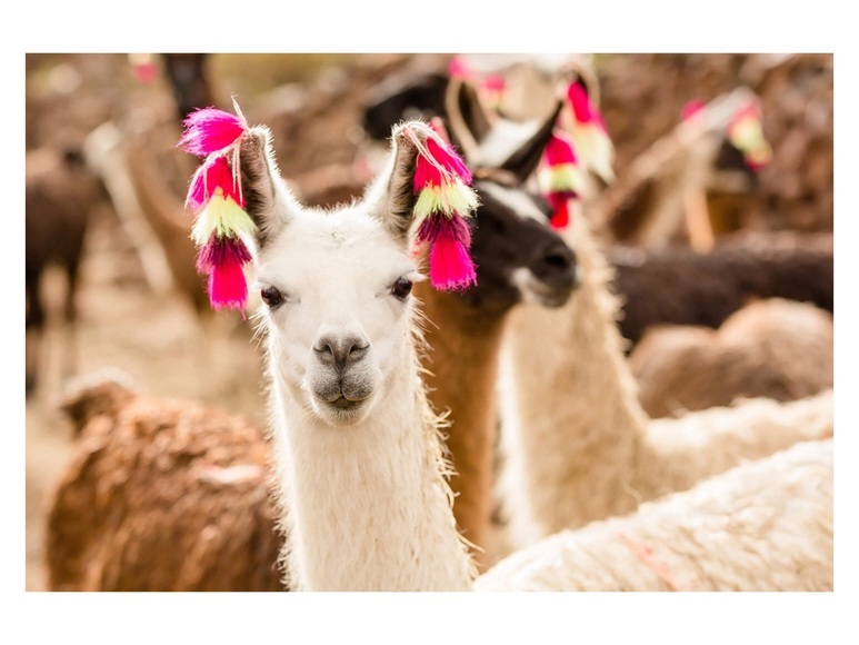 Lama mit Ohrschmuck