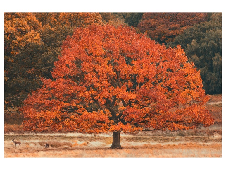 Herbstbaum