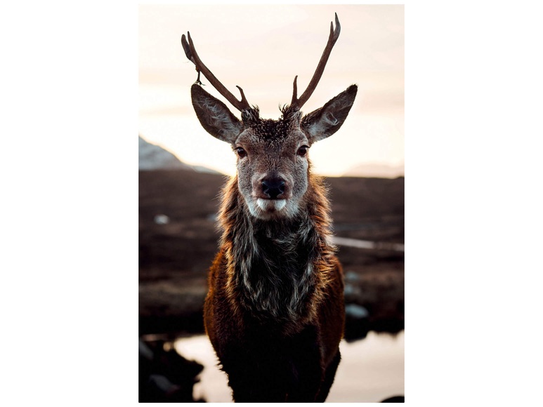 Rentier in Der Tundra