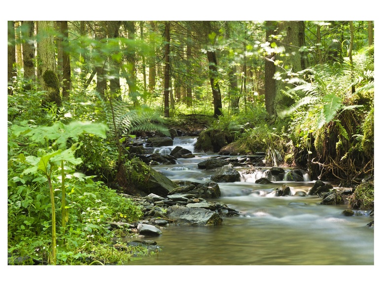 Flusslauf im Wald 1