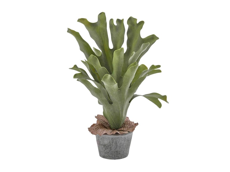 Schubiger Kunstpflanze Hirschgeweihfarn Hellgrün h: 37 cm