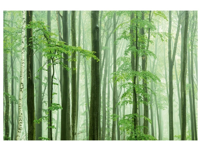 Waldstimmung