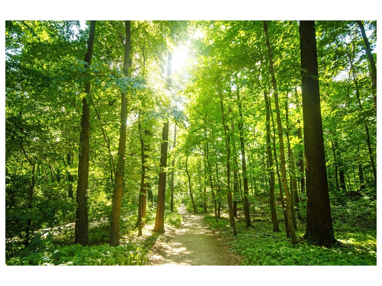 Waldweg