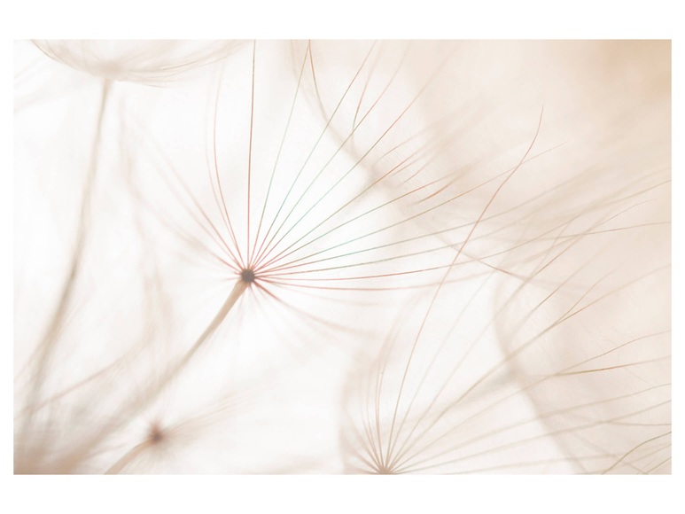 Pusteblume 2