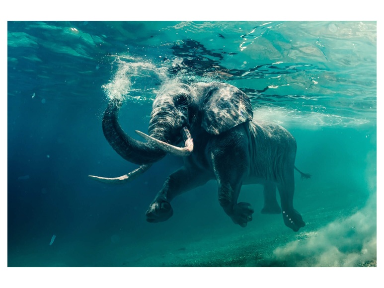 Schwimmender Elefant