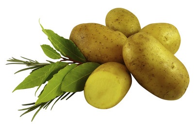 Saatkartoffeln AGATA