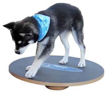 FitPAWS Balance Board Wobble Board rund klein