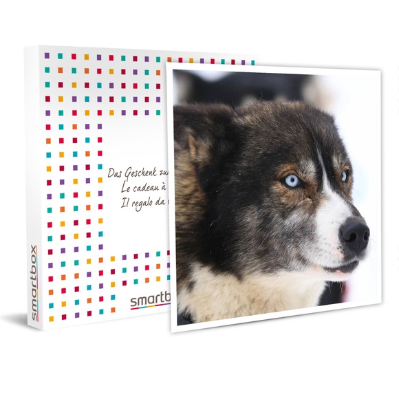 Scooter-spass: Eine (1 Std. 30 Min.) Session Mit Einem Schlittenhund - Geschenkbox Unisex