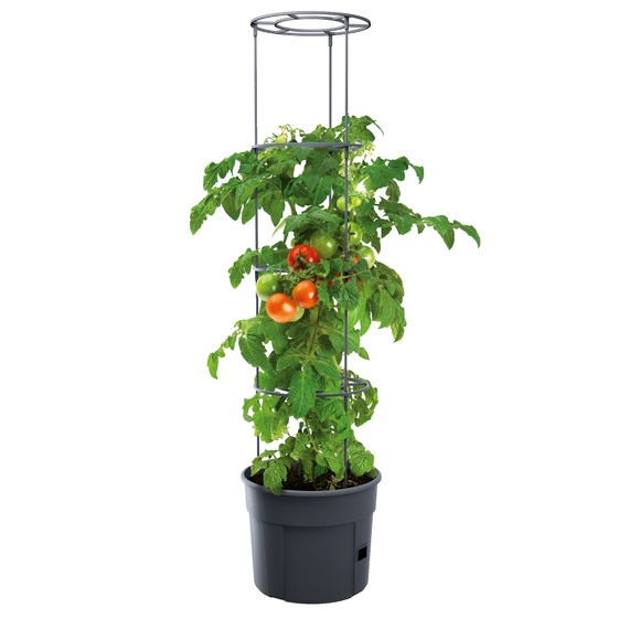 Tomaten-Pyramide (Frische Tomaten vom Balkon)
