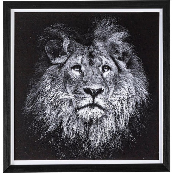 Bild Evidence Lion 42x43