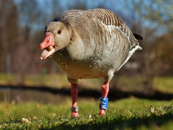 Gans - 1.000 Teile (Puzzle)
