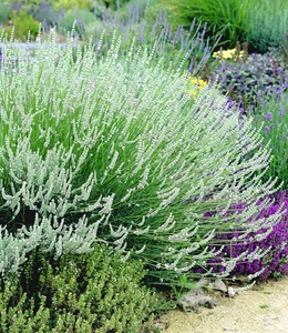 undefined, Weißer Lavendel (3 Pflanzen), Duft-Lavendel 'Weiß'