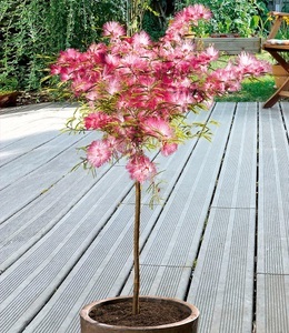undefined, Calliandra Stämmchen, Calliandra Stämmchen