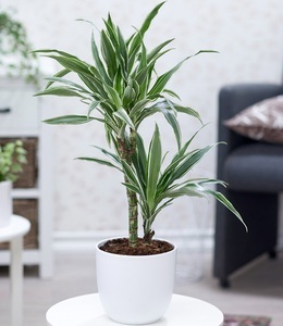 undefined, Dracena ´Warneckei´ ca. 60 cm hoch (1 Pflanze), 