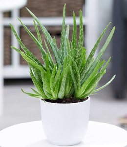 undefined, Aloe Vera (1 Pflanze), Aloe Vera im 12 cm Topf