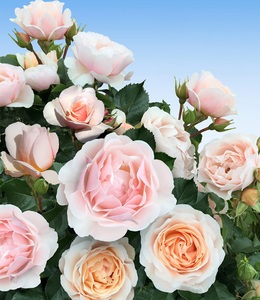 undefined, Parfum-Rose 'Jardins des Tuileries®', Parfum-Rose 'Jardin des Tuileries®'
