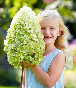 undefined, Freiland-Hortensie 'Herkules®', 