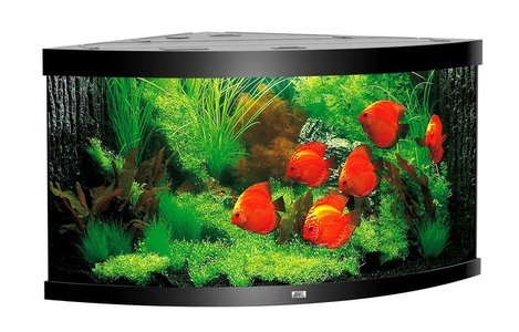 Juwel, Juwel Aqua. Trigon 350, 123x87x65cm sw, 