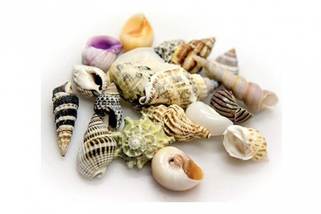 Hobby, HOBBY Sea Shells Set S 20Stück, Hobby Aquaristik Dekoration Sea Shells Set, S, 20 Stück