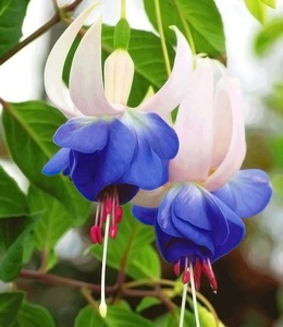 undefined, Winterharte Fuchsie ´Blue Sarah´ (3 Pflanzen), Winterharte Fuchsie 'Blue Sarah'