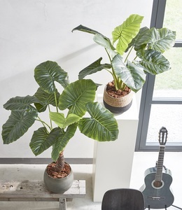 undefined, Kunstpflanze 'Philodendron Taro' 60 cm, 