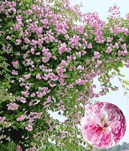 undefined, Rambler-Rose ´Paul´s Himalayan Musk Rambler´ (1 Pflanze), Rambler-Rose 'Paul's Himalayan Musk Rambler'