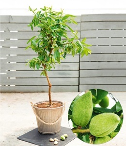 undefined, Süß-Mandel ´Nut Me® Almond´ (1 Pflanze), Süß-Mandel 'Nut Me® Almond'