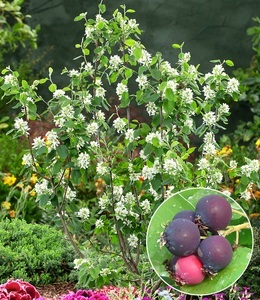 undefined, Saskatoon-Beere ´Greatberry® Garden´ (1 Pflanze), Felsenbirne Amelanchier 'Greatberry® Garden'