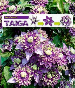 undefined, Clematis ´Taiga®´ (1 Pflanze), Clematis 'Taiga®'
