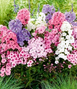 undefined, Phlox-Mix ´Sweet Summer´ (3 Knollen), 
