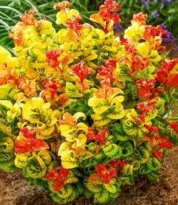 undefined, Traubenheide 'Curly Gold®', Traubenheide 'Curly Gold®'