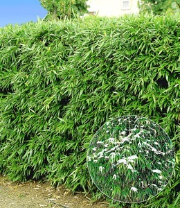 undefined, Winterharte Bambus-Hecke (5 Pflanzen), Winterharte Bambus-Hecke