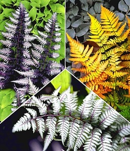 undefined, Japanische Schmuck-Farn-Kollektion (3 Pflanzen), Japanische Schmuck-Farn-Kollektion
