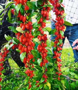 undefined, Goji ´Sweet Lifeberry®´ (1 Pflanze), Goji 'Sweet Lifeberry®'