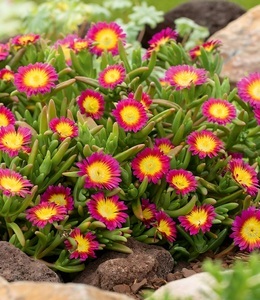 undefined, Winterharte Eisblume ´Hot Pink Wonder´ (3 Pflanzen), Winterharte Eisblume 'Hot Pink Wonder'