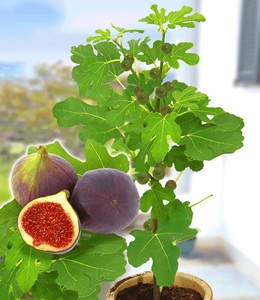 undefined, Frucht-Feige ´Rouge de Bordeaux´ groß (1 Pflanze), Frucht-Feige 'Rouge de Bordeaux' groß