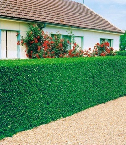 undefined, Liguster-Hecke (3 Pflanzen), Liguster-Hecke
