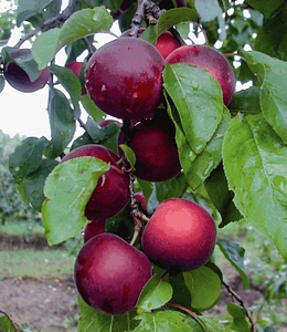 undefined, ´Cherrykose®´ (1 Pflanze), 'Cherrykose®'